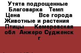 Утята подрощенные “Благоварка“,“Темп“ › Цена ­ 100 - Все города Животные и растения » Птицы   . Кемеровская обл.,Анжеро-Судженск г.